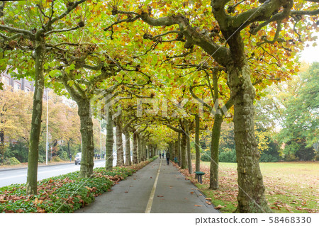 maple tree with shaped  tree crown  Alley 58468330
