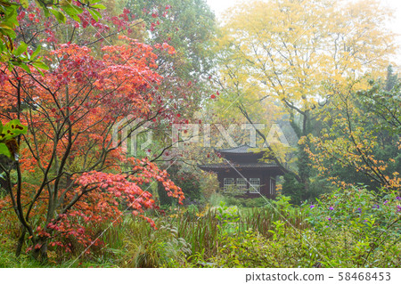 Japanese maples in Japanese  garden 58468453