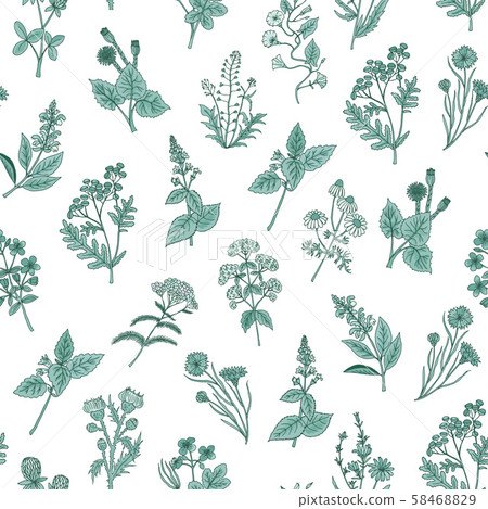 Vector hand drawn medical herbs pattern or... - Stock Illustration ...