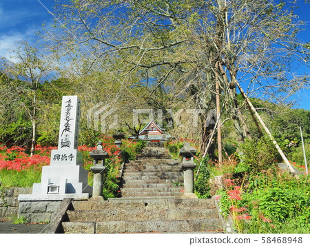壽寺,風景成群的孤挺花 壽寺,風景成群的孤挺花 58468948