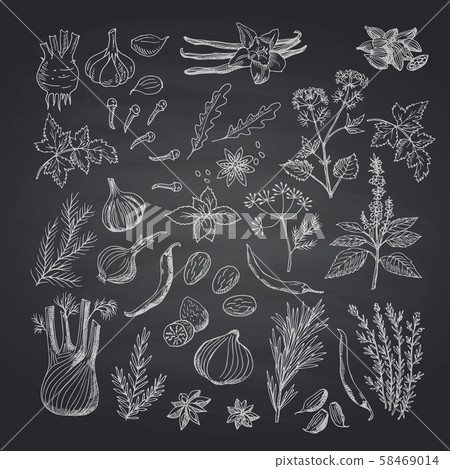 Vector hand drawn herbs and spices on black chalkboard illustration 58469014