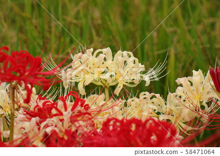 Autumn rural flowers: Higanbana: Manjuuhana: Red: White Autumn rural flowers: Higanbana: Manjuuhana: Red: White 58471064