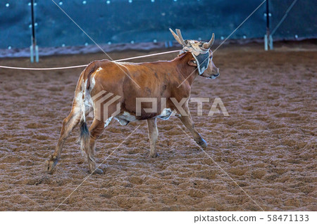 Calf Roping At An Outback Rodeo Calf Roping At An Outback Rodeo 58471133
