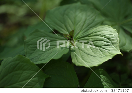 Elderly weed 58471197