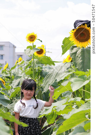 向日葵領域的一個女孩 向日葵領域的一個女孩 58471547
