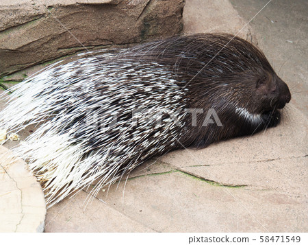 porcupine porcupine 58471549