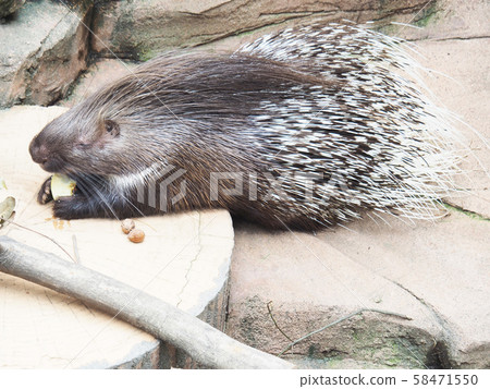 豪豬 58471550