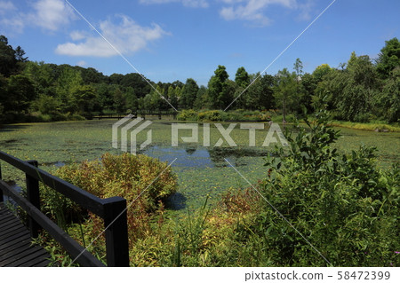 夏末輕井澤湖花園 夏末輕井澤湖花園 58472399