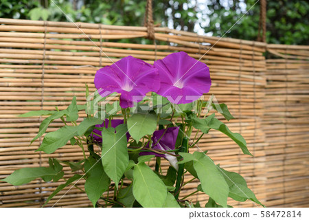 Change Morning Glory 262 58472814