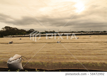Daikon field (autumn) Daikon field (autumn) 58472992