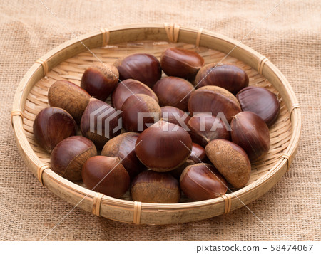 Chestnut  58474067