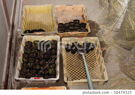 Vegetable seedlings evacuated to storeroom by typhoon 58474325