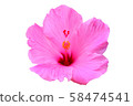 Hawaiian Hibiscus 58474541