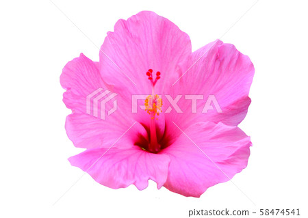 Hawaiian Hibiscus Hawaiian Hibiscus 58474541