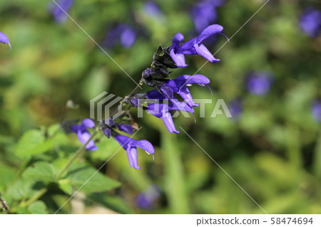 meadow sage meadow sage 58474694