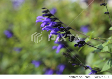 meadow sage meadow sage 58474695