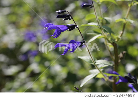 meadow sage meadow sage 58474697