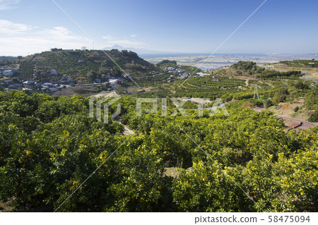 Rainfed mandarin orange field Rainfed mandarin orange field 58475094