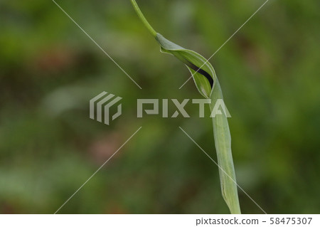 It seems to be a name that looks like a natural plant, crow bishak, a small Buddha flame, but is it small to a crow? 58475307