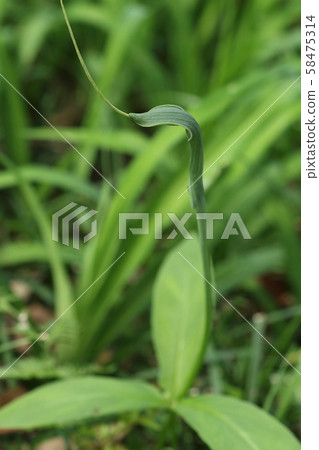 Natural plant crow birch, leaf is a compound leaf consisting of three small leaves. It grows from the ground separately from the flower stem 58475314