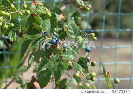 Fruit of nobudo 58475374