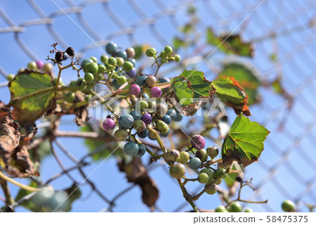 Fruit of nobudo 58475375