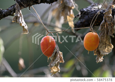 Crow berries on tree 58475378