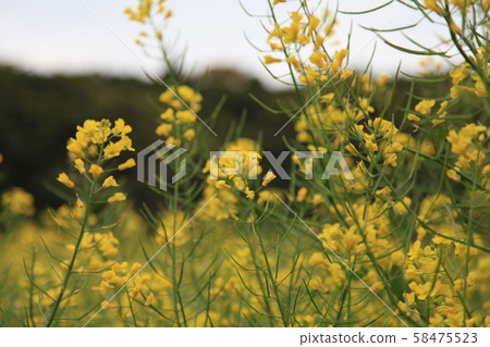 強姦花2 強姦花2 58475523