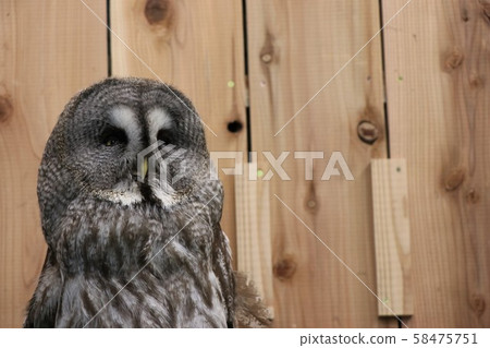 貓頭鷹   58475751