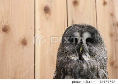 貓頭鷹   58475752