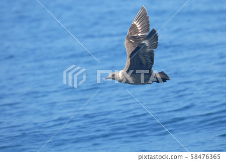 A giant seagull flying in the sea (Hokkaido) 58476365