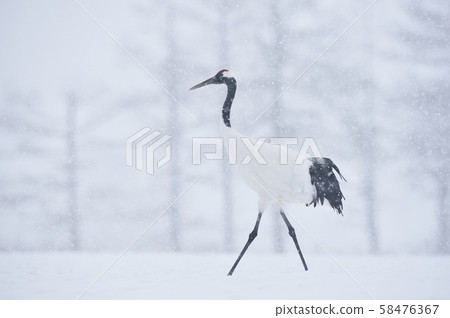 我在暴風雪餵食站遇見的日本鶴（鶴井，北海道） 58476367