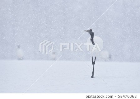 我在暴風雪餵食站(北海道鶴井)遇到的一群丹頂鶴 我在暴風雪餵食站(北海道鶴井)遇到的一群丹頂鶴 58476368
