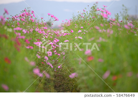 Cosmos Cosmos 58476649