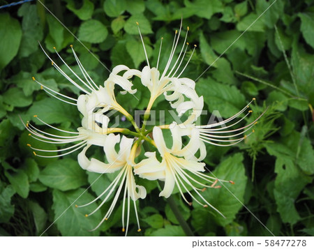Cluster amaryllis Cluster amaryllis 58477278