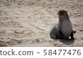 Namibian Seal 58477476