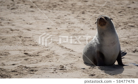 Namibian Seal 58477476