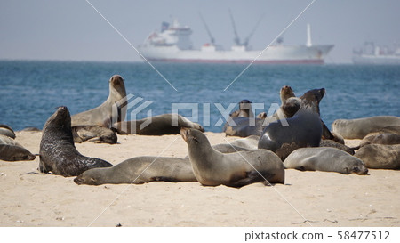 Coast with seal Coast with seal 58477512