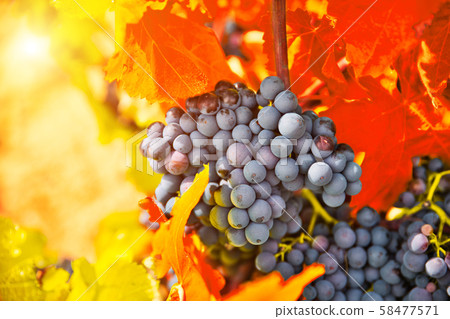Bunch of grapes with red leaves in autumn. Autumn vineyard 58477571