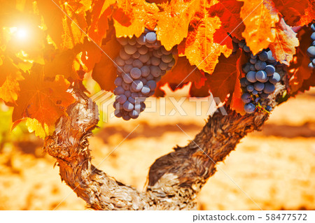 Bunch of grapes with red leaves in autumn. Autumn vineyard Bunch of grapes with red leaves in autumn. Autumn vineyard 58477572