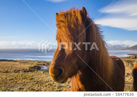 Icelandic horses. The Icelandic horse is a breed of horse developed in Iceland. 58477630