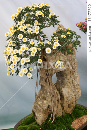 Chrysanthemum Flower Festival, Chief, Chrysanthemum Flower Bonsai Chrysanthemum Flower Festival, Chief, Chrysanthemum Flower Bonsai 58477700