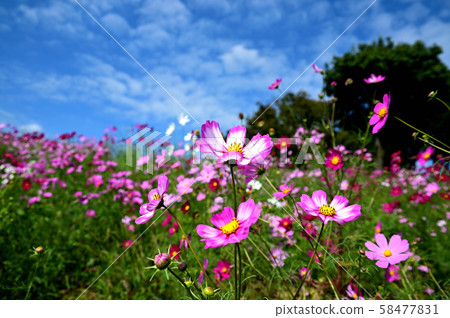 Cosmos flower and blue sky Cosmos flower and blue sky 58477831