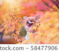 秋天的落葉和吉娃娃 58477906