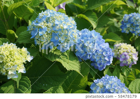 hydrangea hydrangea 58478179
