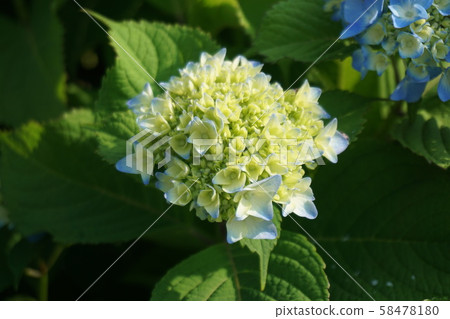 hydrangea hydrangea 58478180