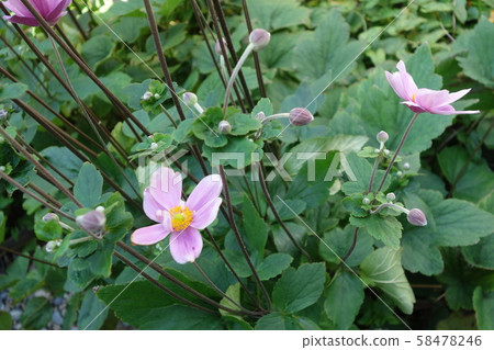 A long-stemed Japanese cedar bloomed 58478246