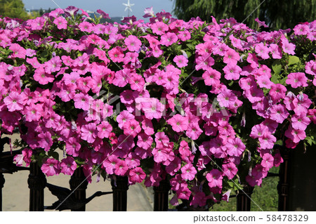 Saffania菊花節 58478329