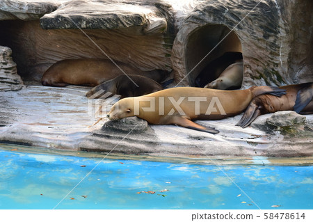 California sea lions taking a nap together California sea lions taking a nap together 58478614