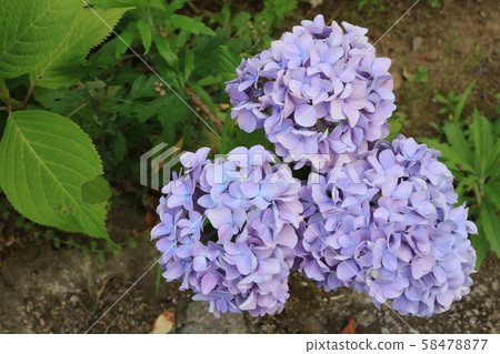 Triplets of hydrangea Triplets of hydrangea 58478877